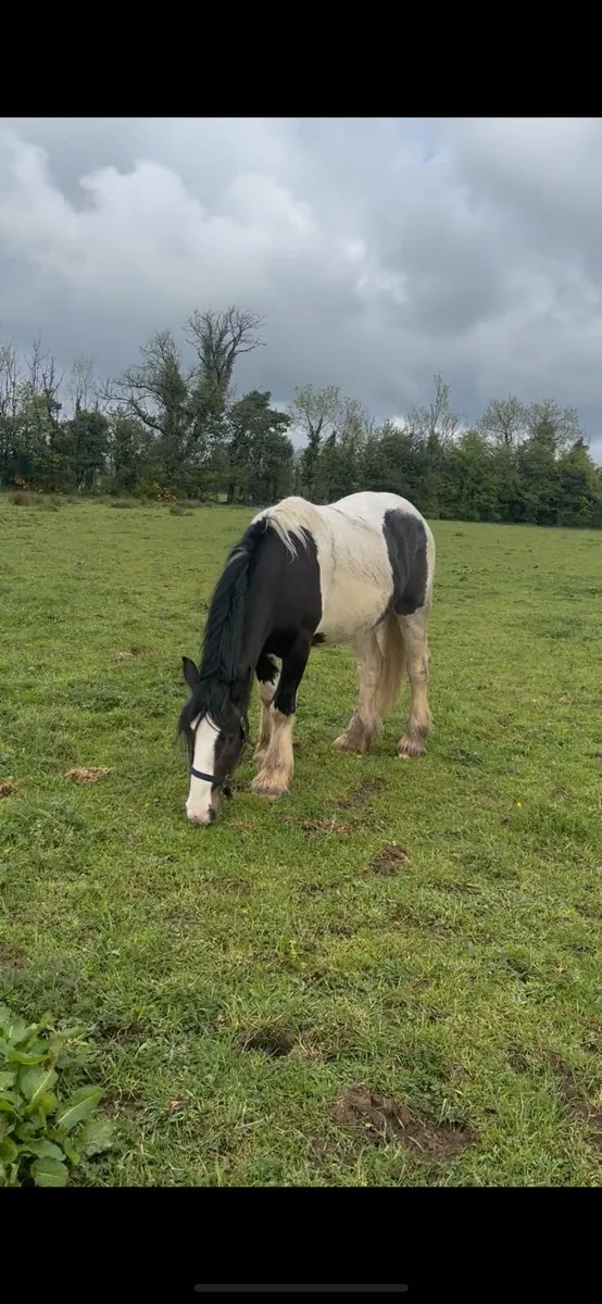 3 year old Cob gelding - Image 3