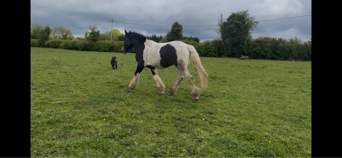 3 year old Cob gelding - Image 4