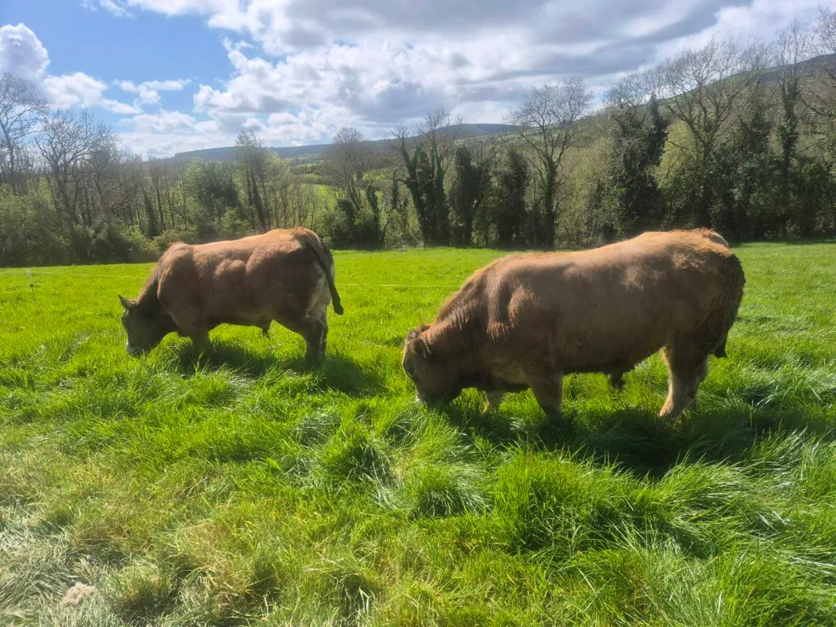 Aubrac Bulls - Image 1