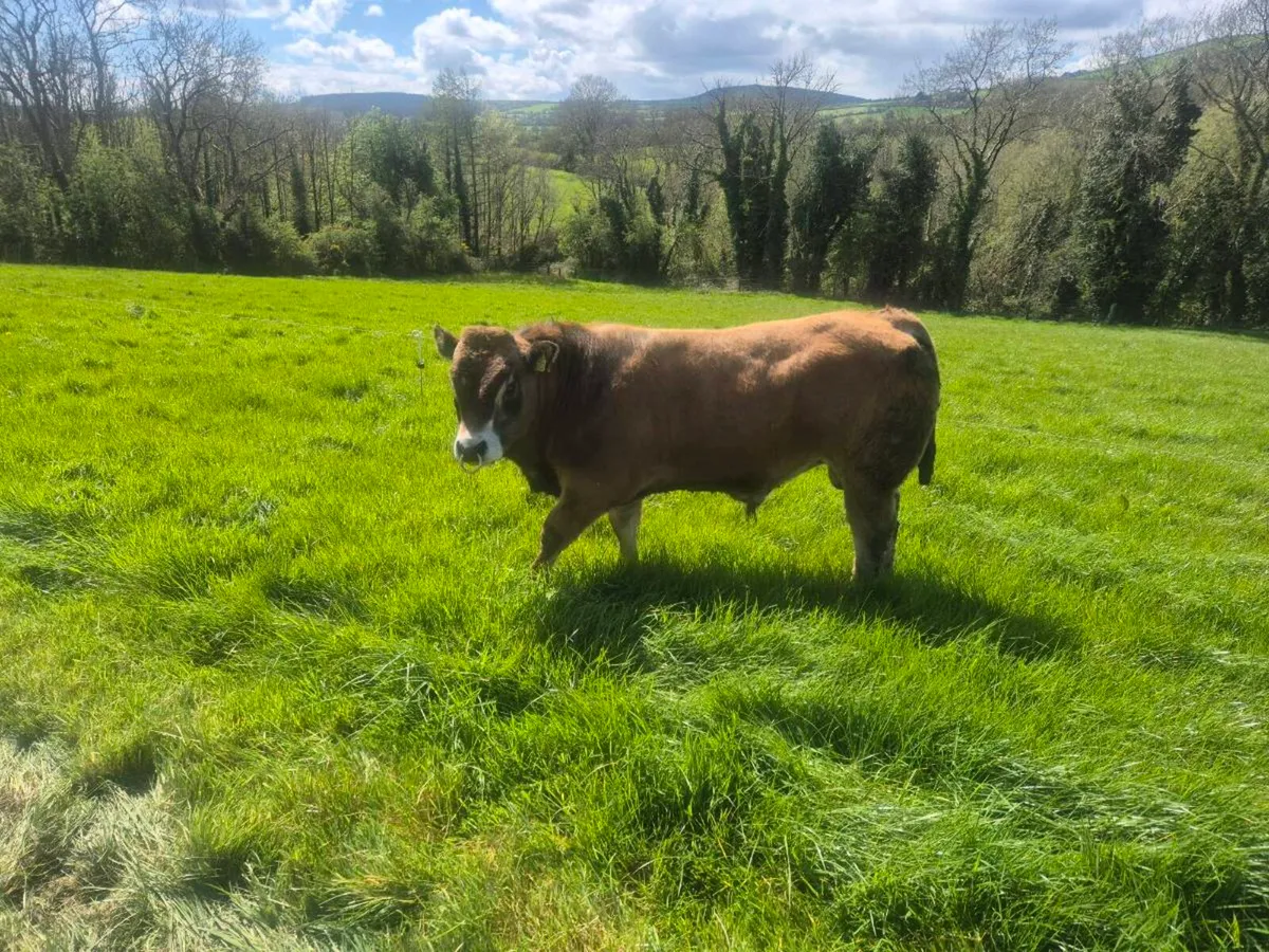Aubrac Bulls - Image 2