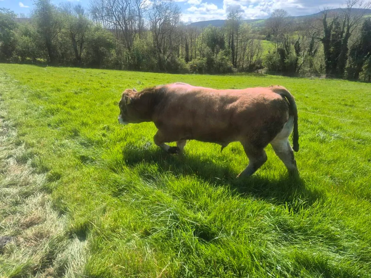Aubrac Bulls - Image 3