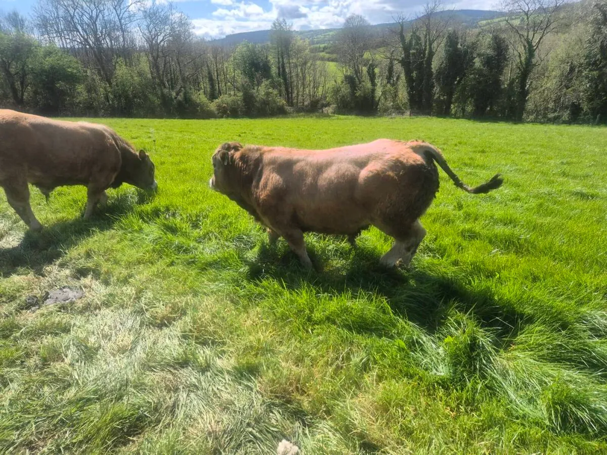 Aubrac Bulls - Image 4