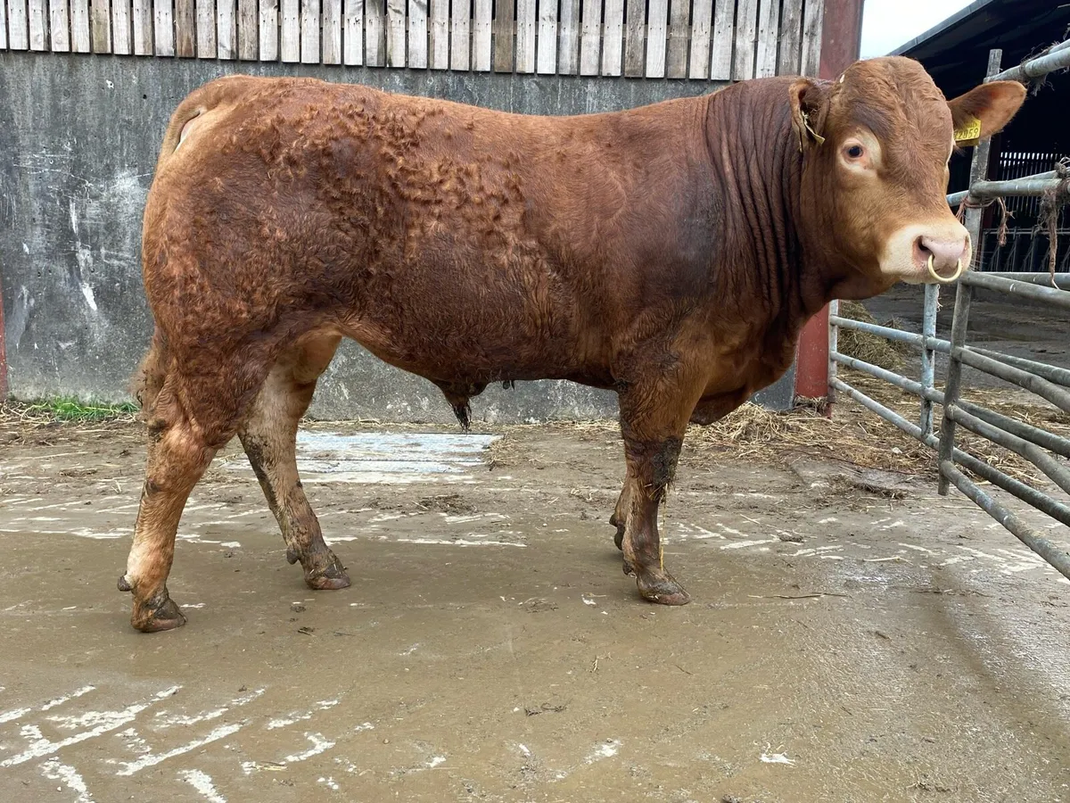 Limousin bull 5 star Replacement & Terminal - Image 3