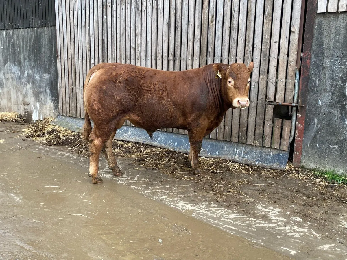 Limousin bull 5 star Replacement & Terminal - Image 4