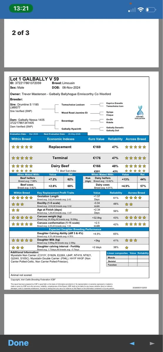 Limousin bull 5 star Replacement & Terminal - Image 2