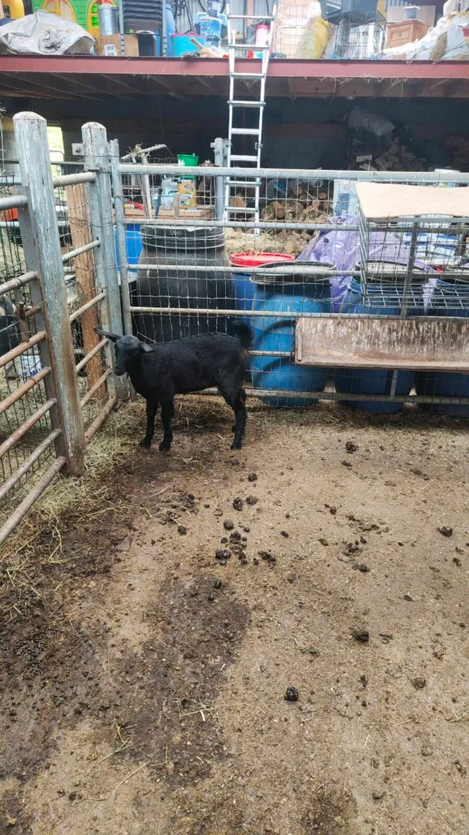 Goat - Image 1