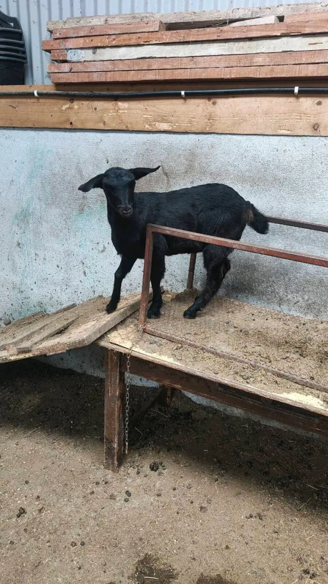 Goat - Image 2