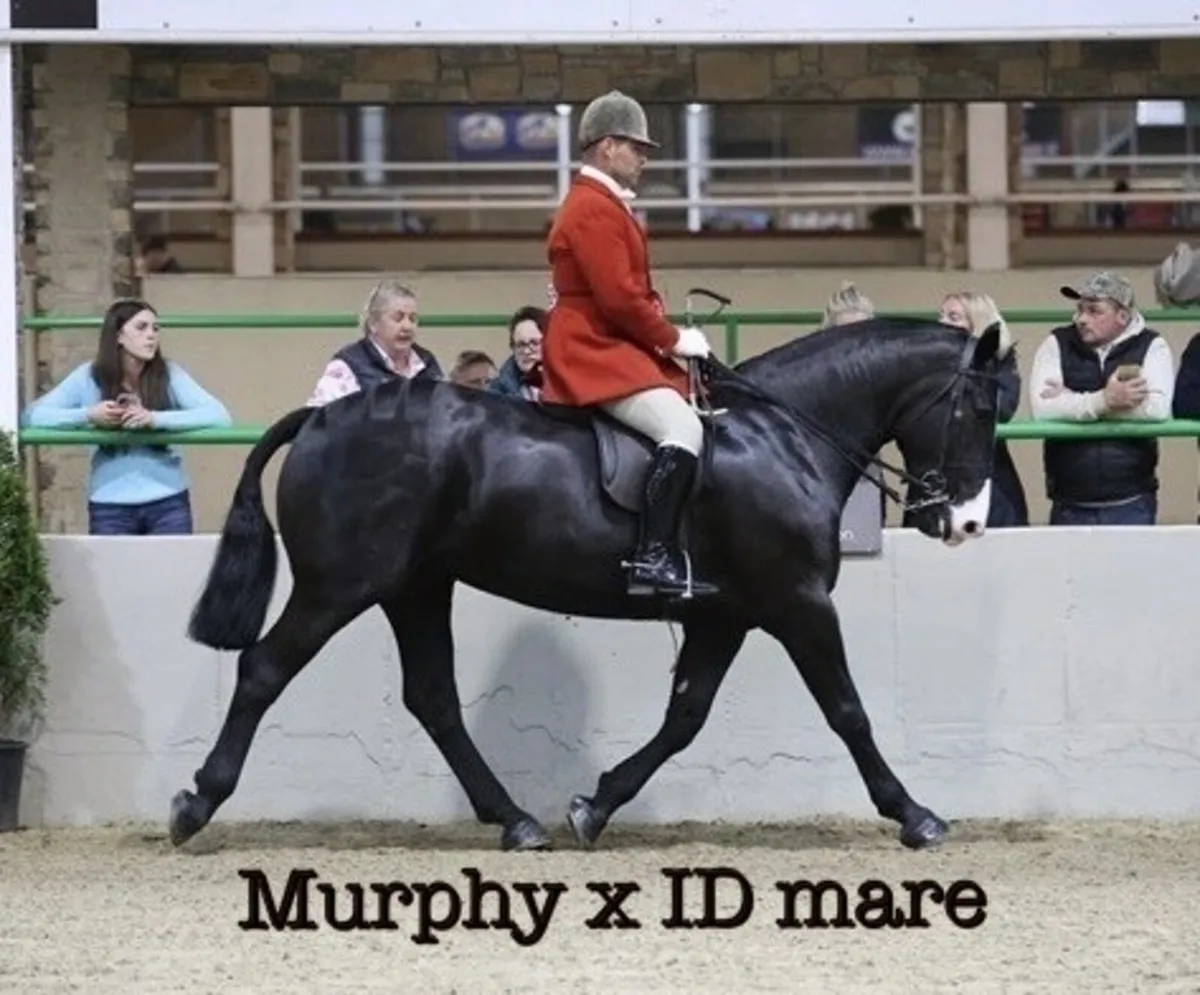 ⚡️16hh Black Irish Cob Stallion at Stud⚡️ - Image 3
