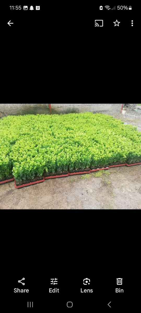 Box Hedging - Image 1