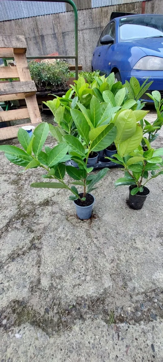 Laurel Hedging - Image 2