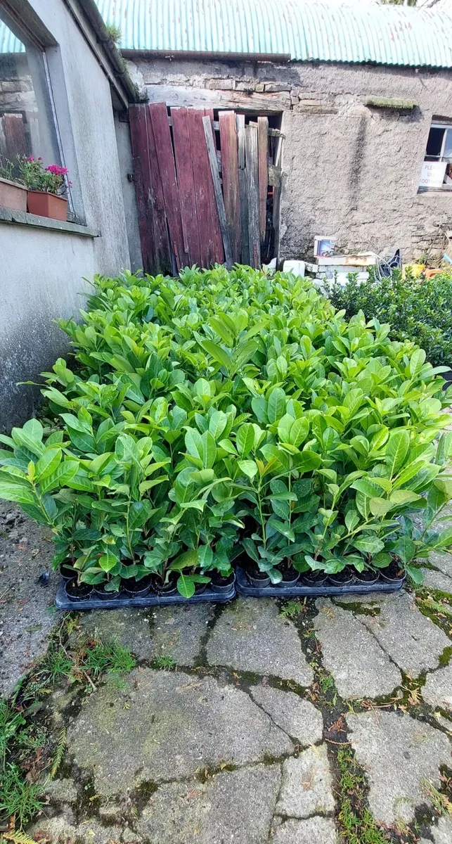 Laurel Hedging - Image 1