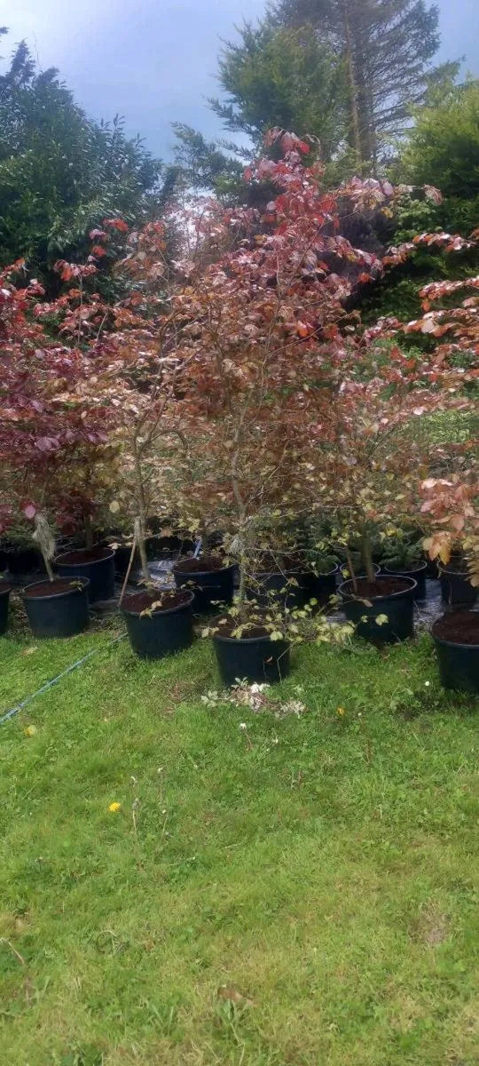 Potted copper beech - Image 1