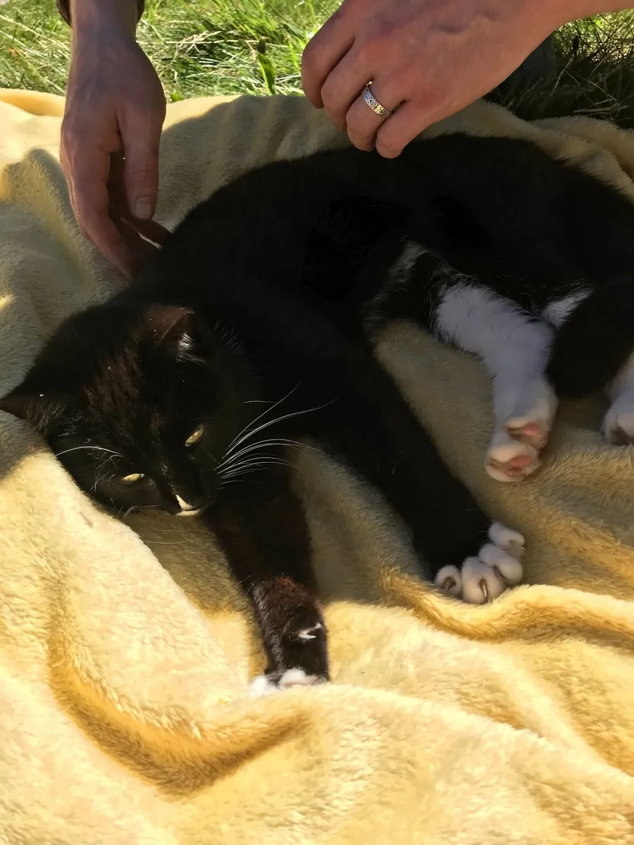 Cat - Image 1