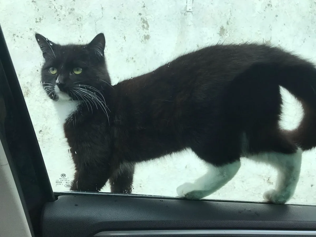 Cat - Image 2