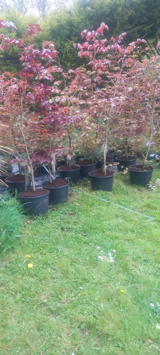 Potted copper beech - Image 2