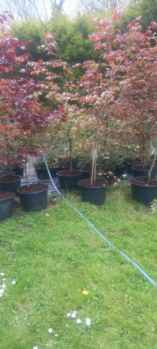 Potted copper beech - Image 3