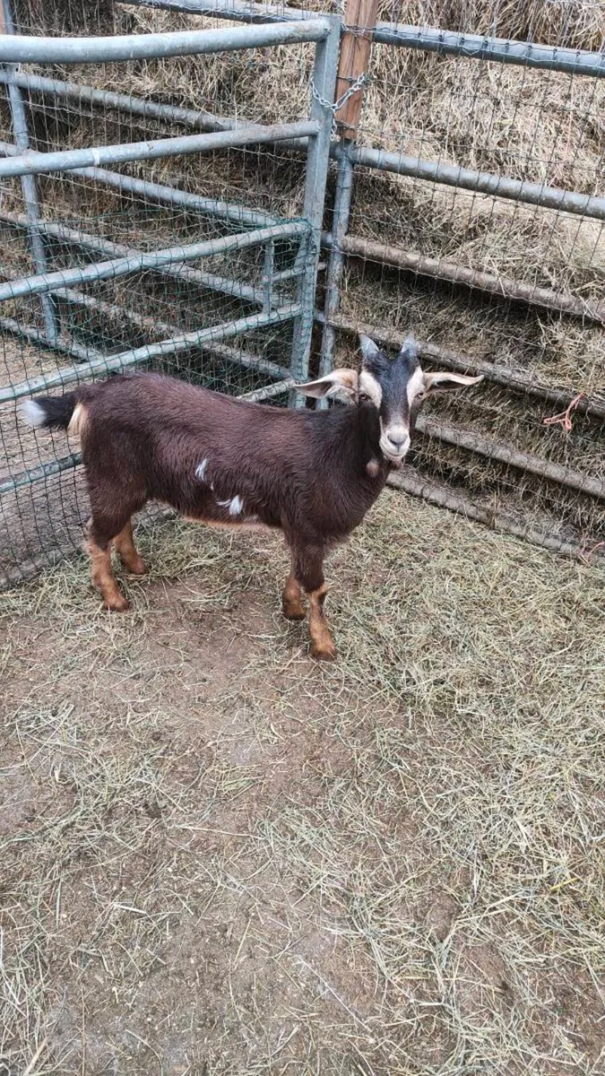 Goat - Image 3