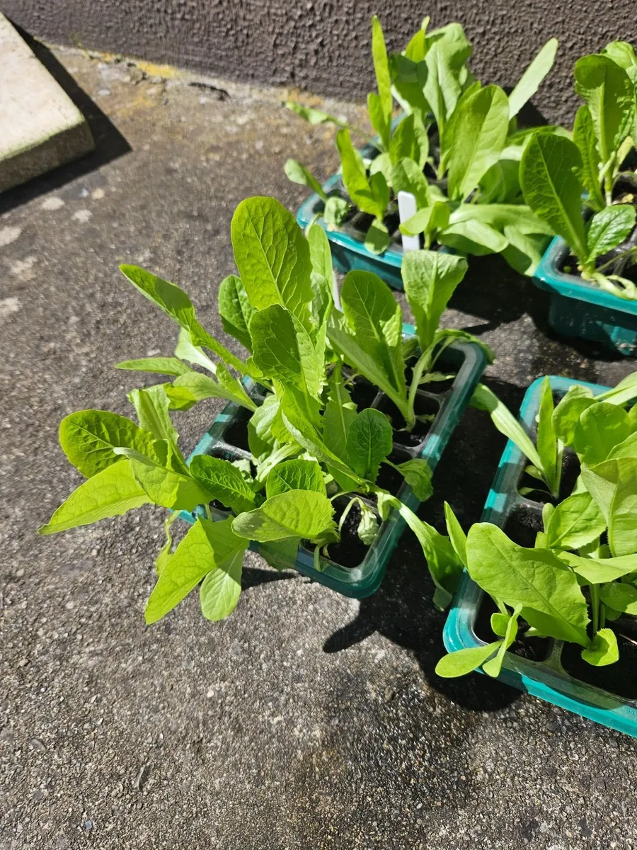Organic vegetables - Image 1