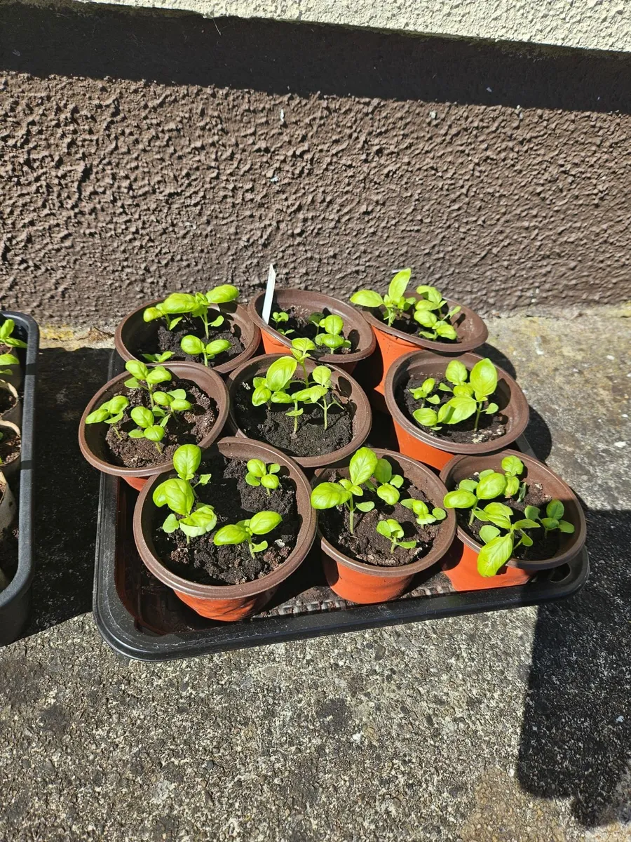 Organic vegetables - Image 2