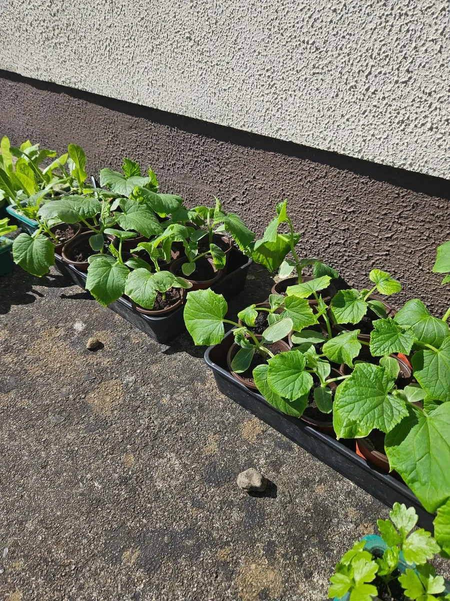 Organic vegetables - Image 3