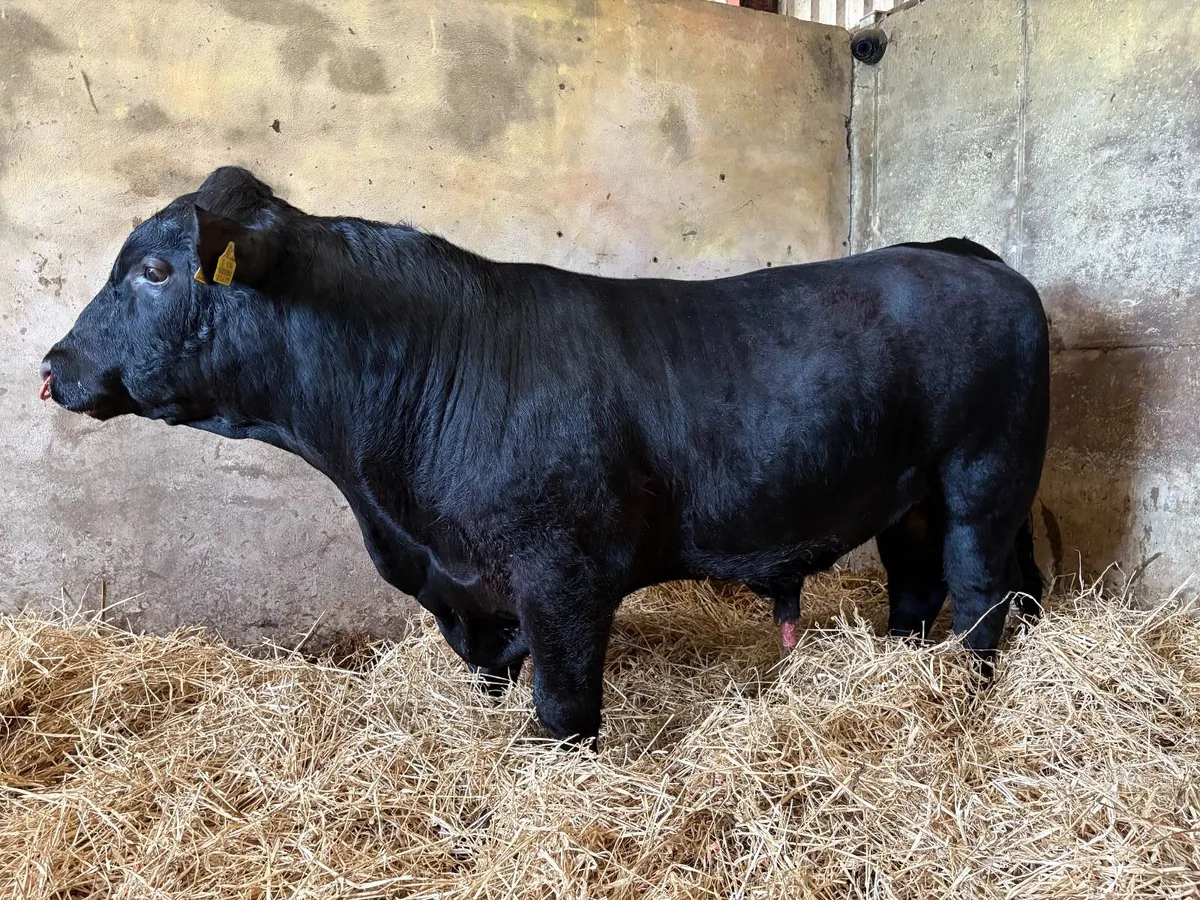 Pedigree Angus Bull - Image 1