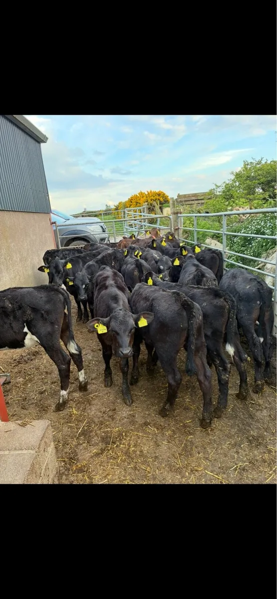 calfs - Image 1