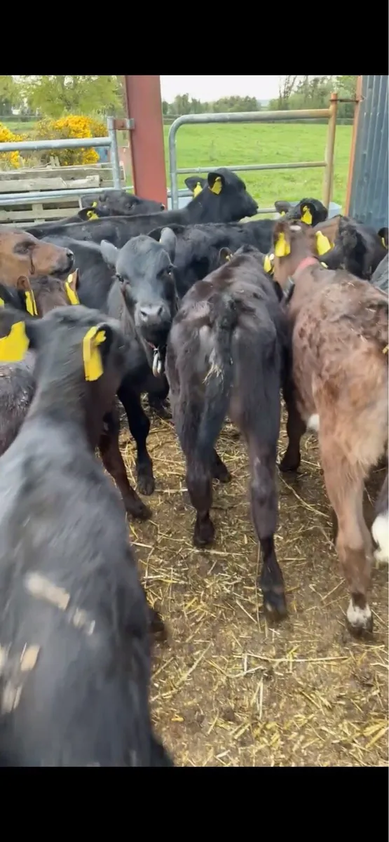 calfs - Image 2