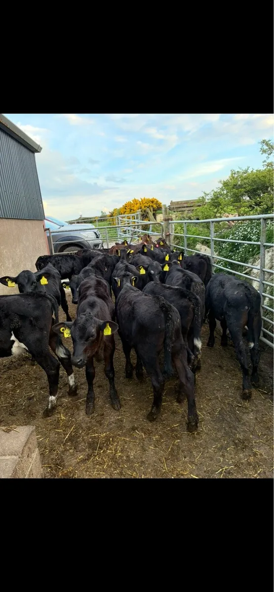 calfs - Image 3