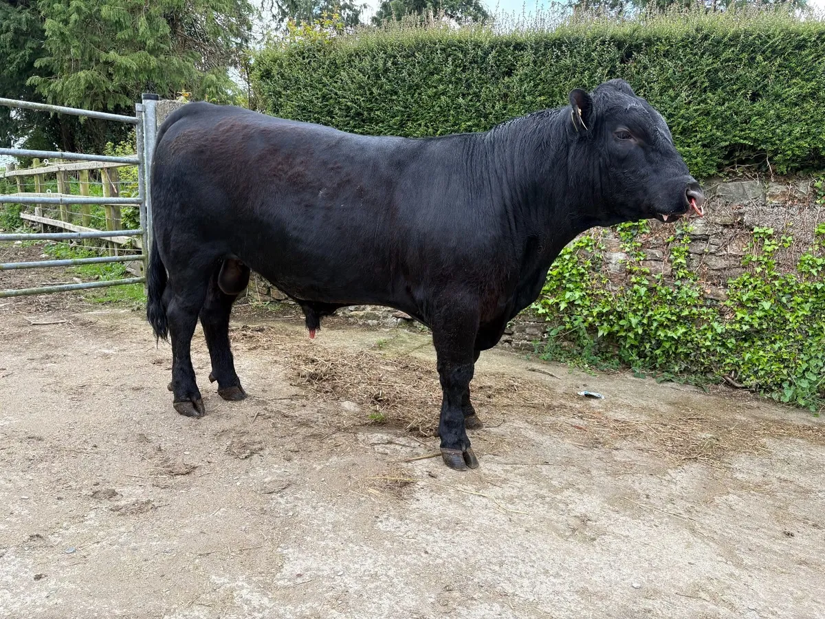 Pedigree Angus Bull - Image 2