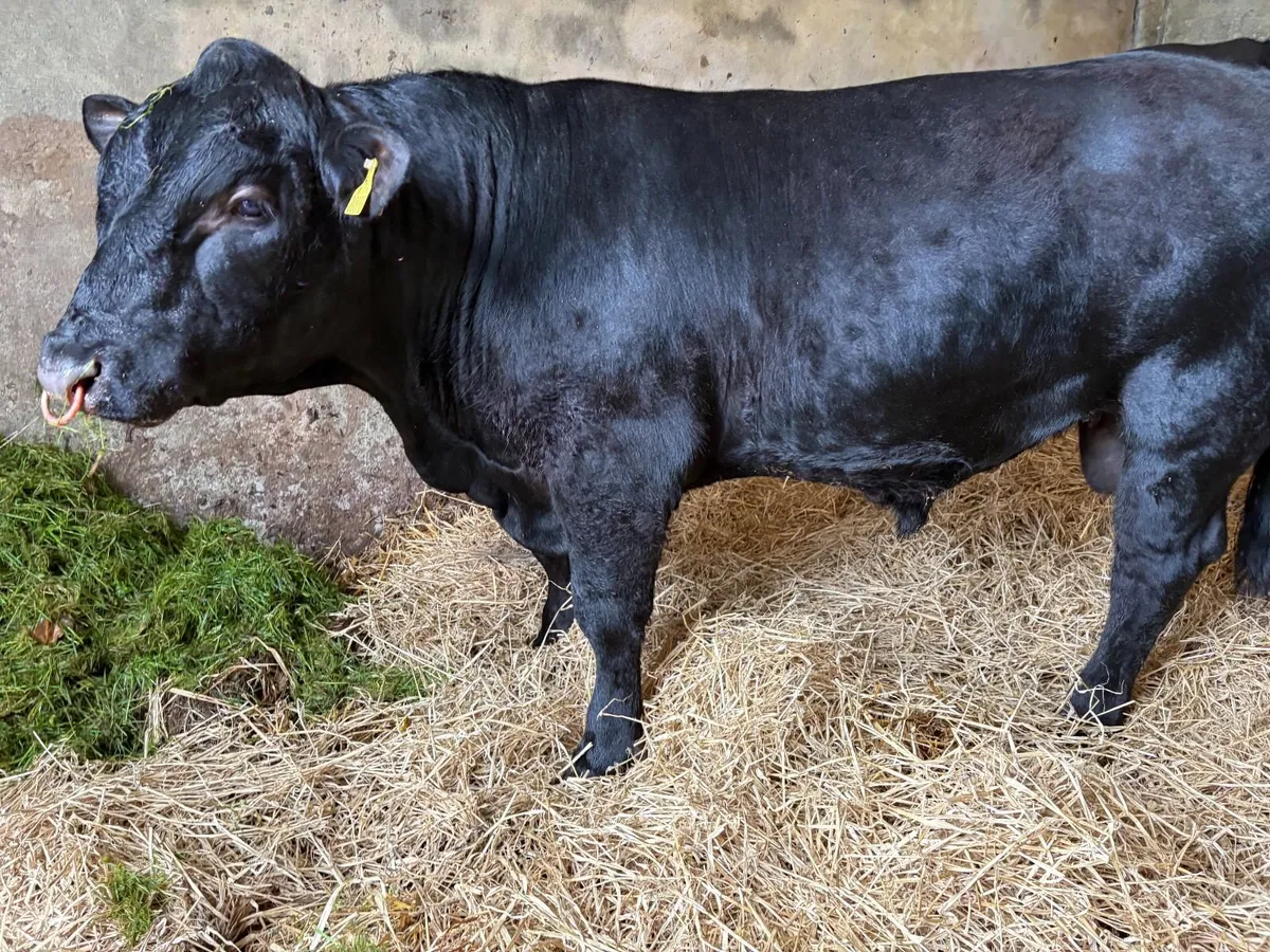 Pedigree Angus Bull - Image 4