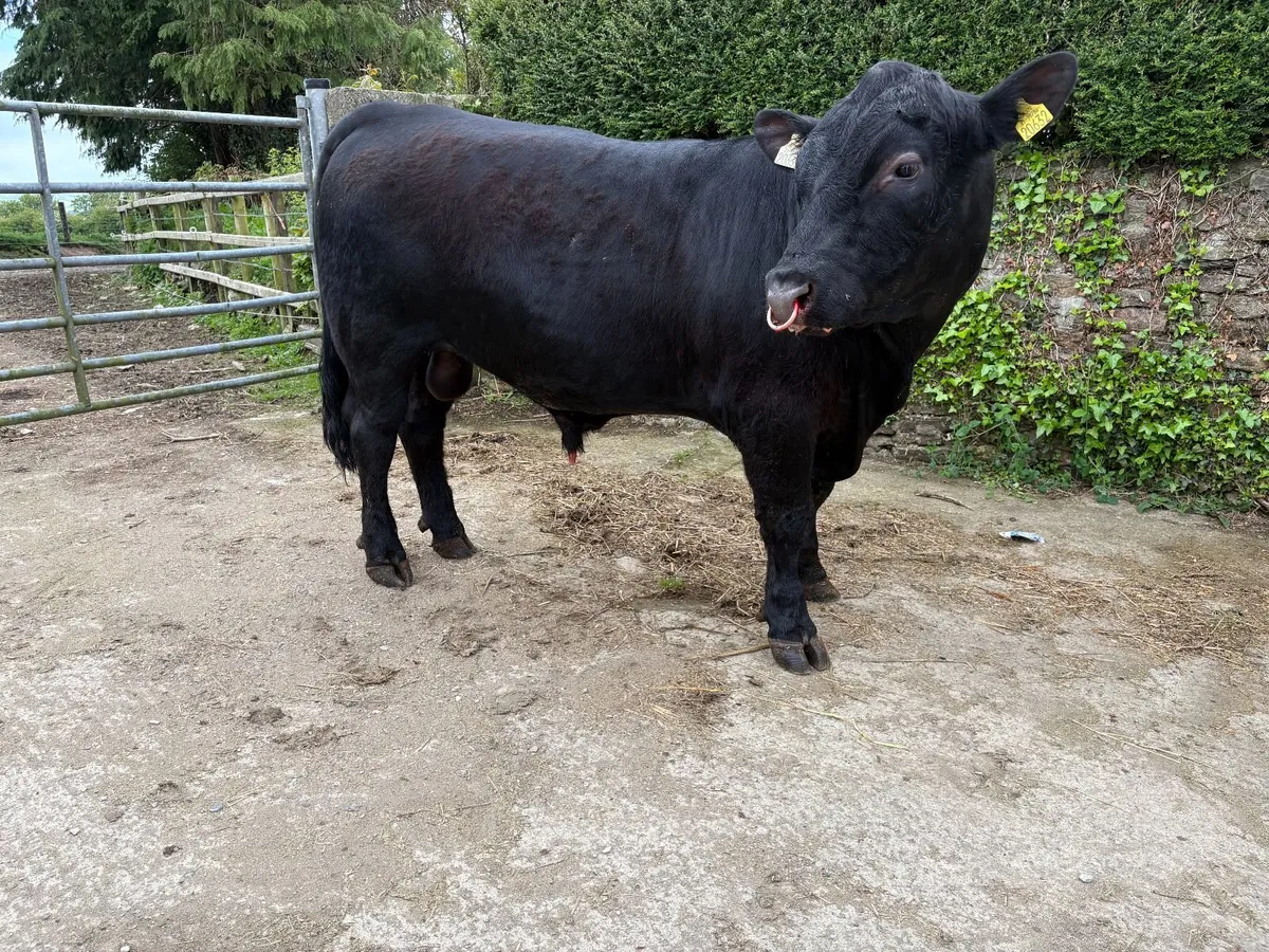 Pedigree Angus Bull - Image 3