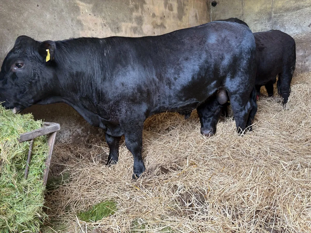 Pedigree Angus Bulls - Image 2