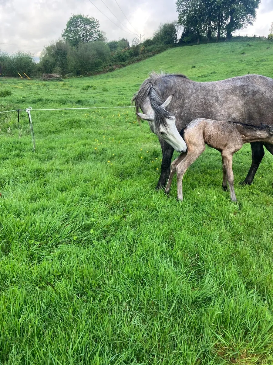5 yr old Connemara mare & filly foal - Image 1