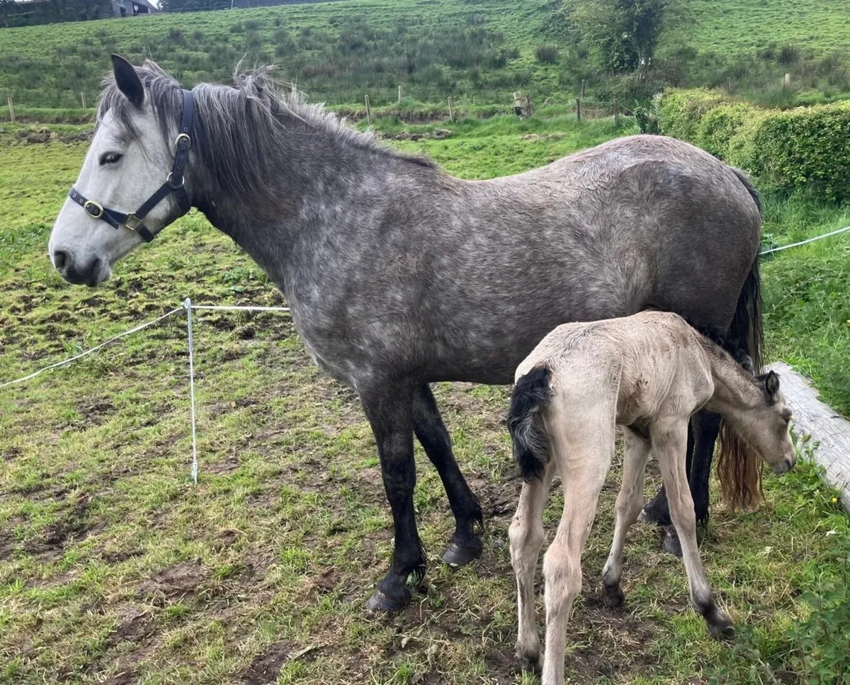 5 yr old Connemara mare & filly foal - Image 4