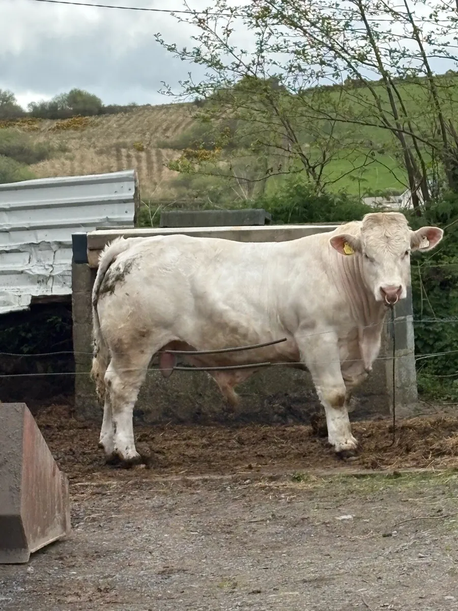 Fiston Charolais bull for sale - Image 1