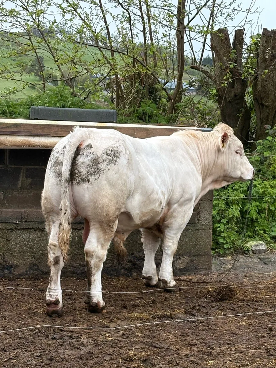Fiston Charolais bull for sale - Image 2