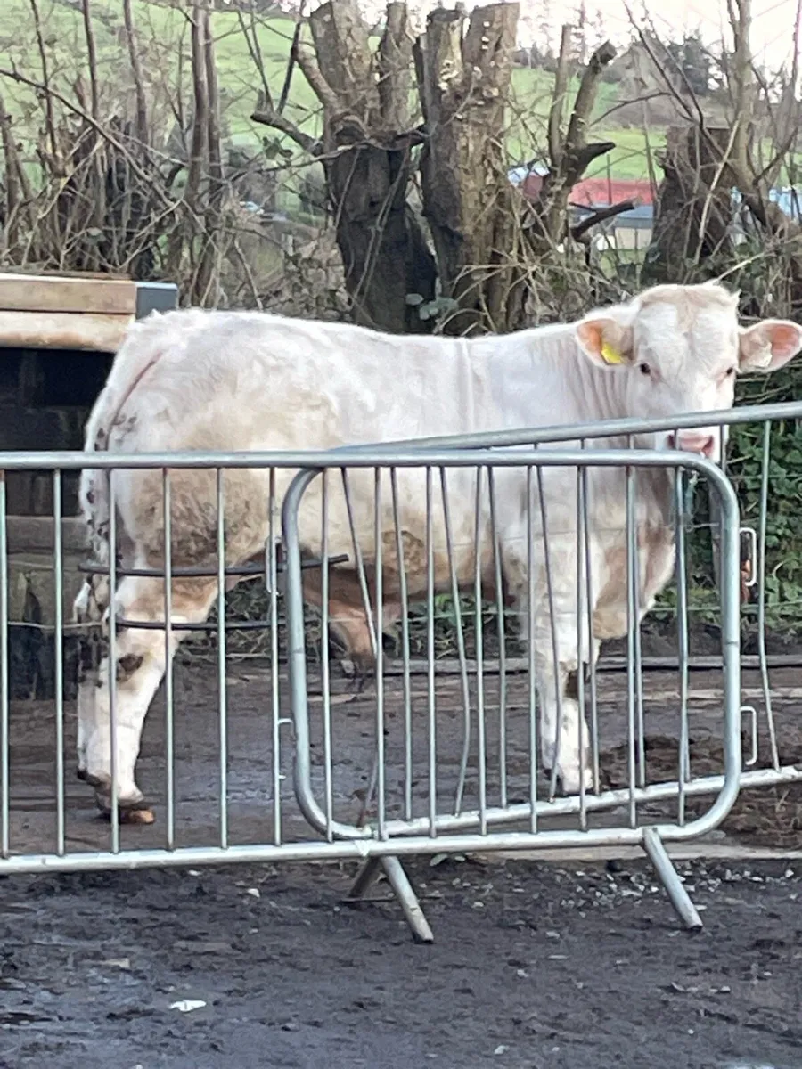 Fiston Charolais bull for sale - Image 3