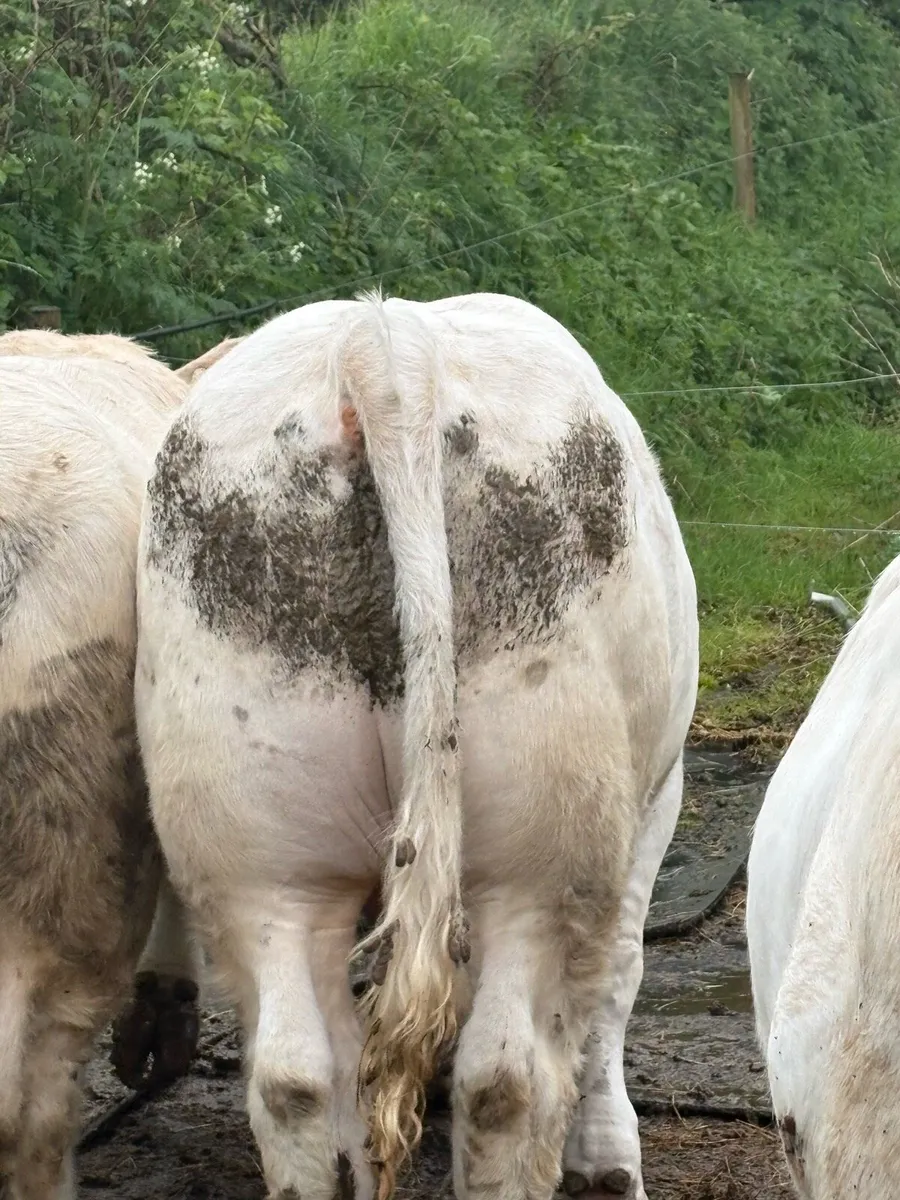 Fiston Charolais bull for sale - Image 4