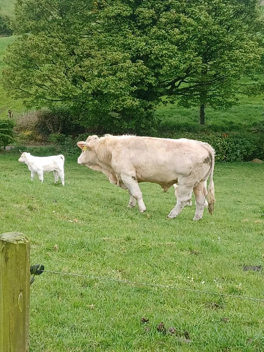 Pedigree registered charolais bulls - Image 1
