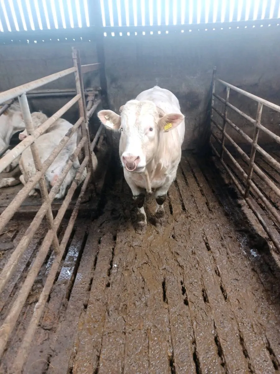 Pedigree registered charolais bulls - Image 2