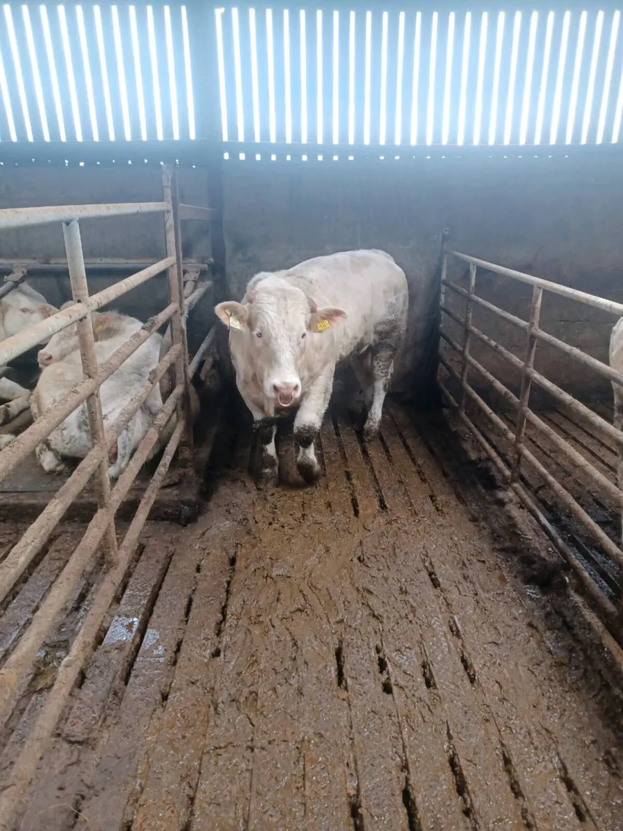 Pedigree registered charolais bulls - Image 3
