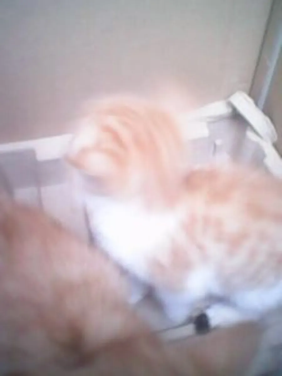 Kittens - Image 1