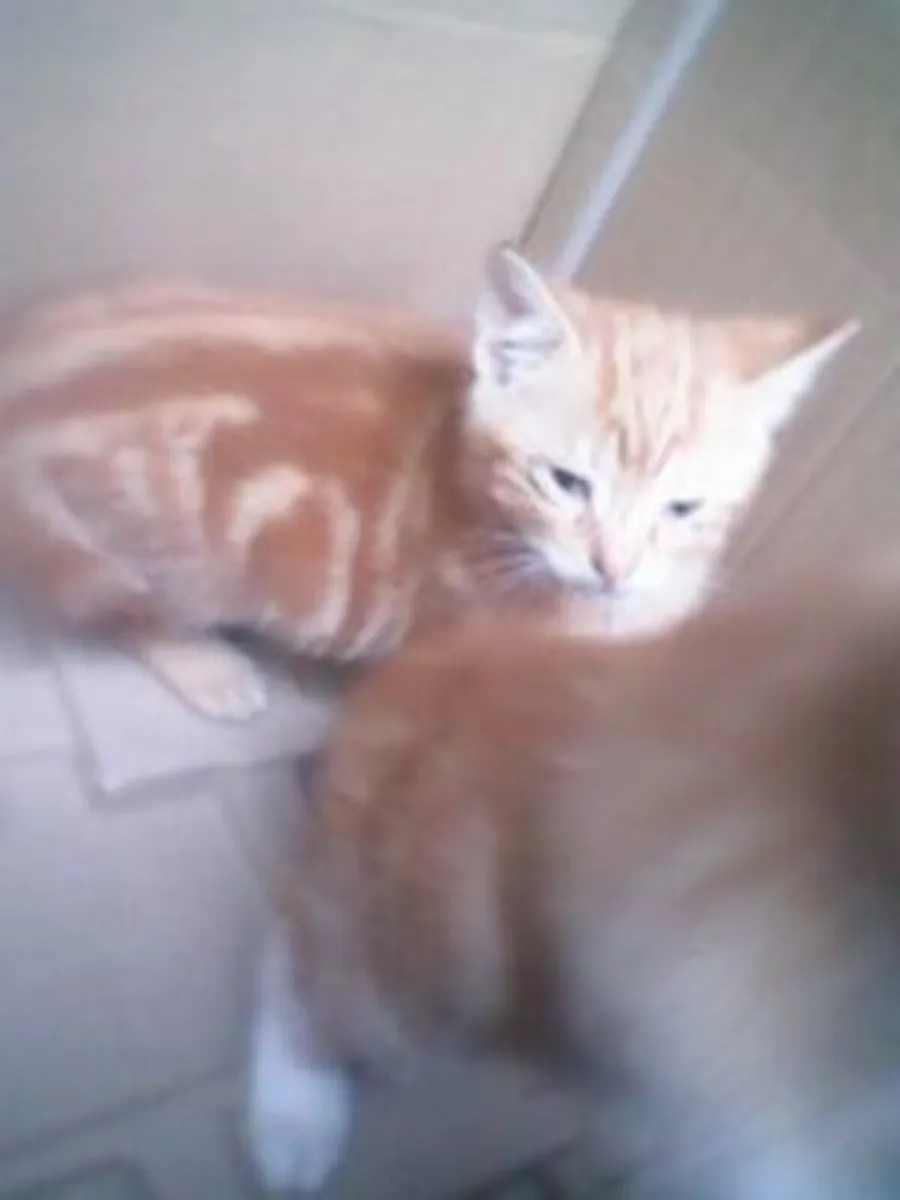 Kittens - Image 2