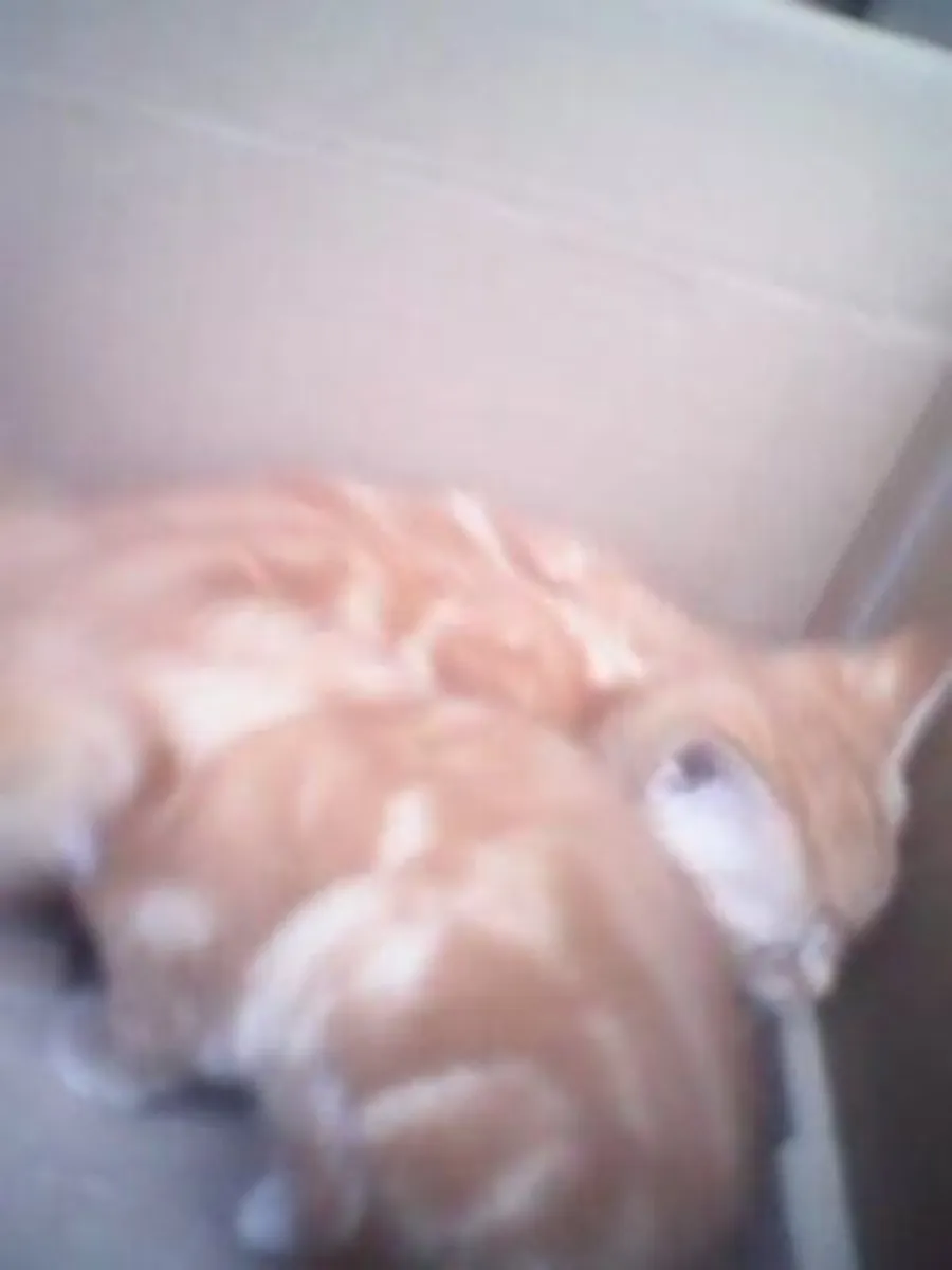 Kittens - Image 3