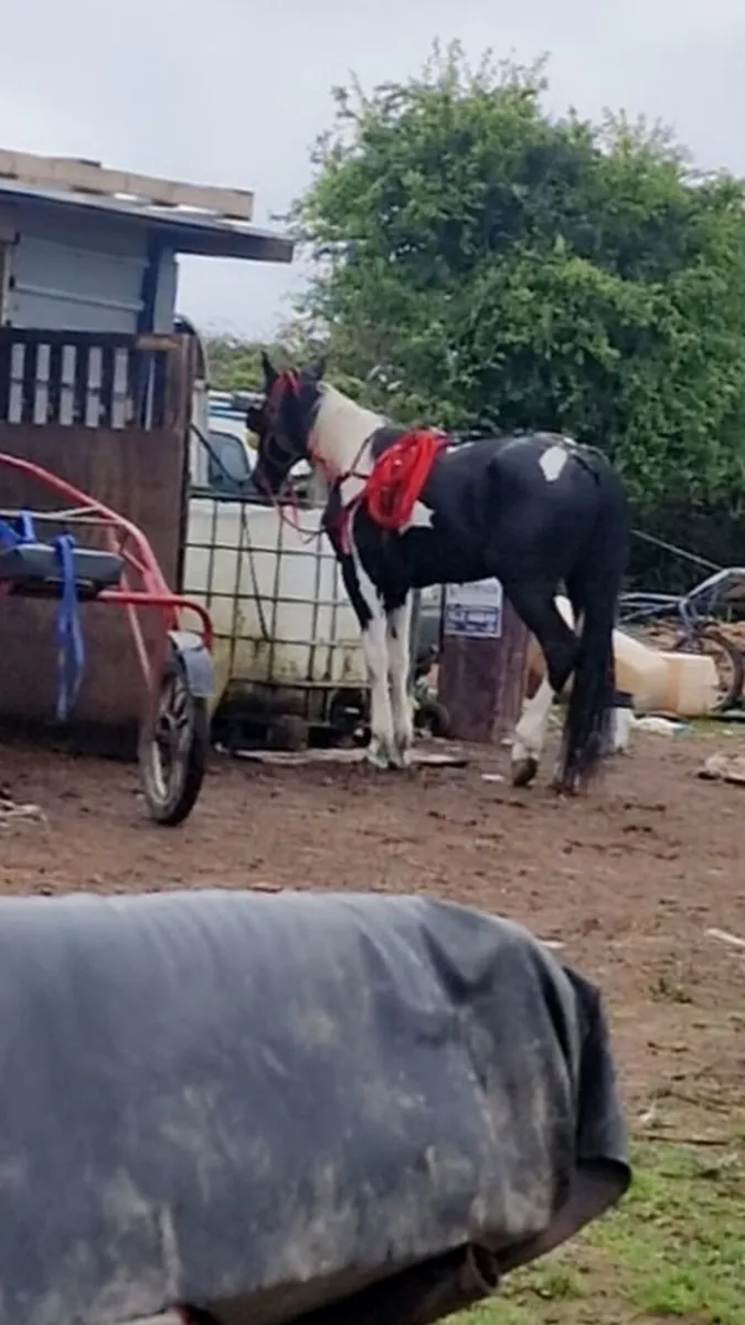 Horse - Image 1