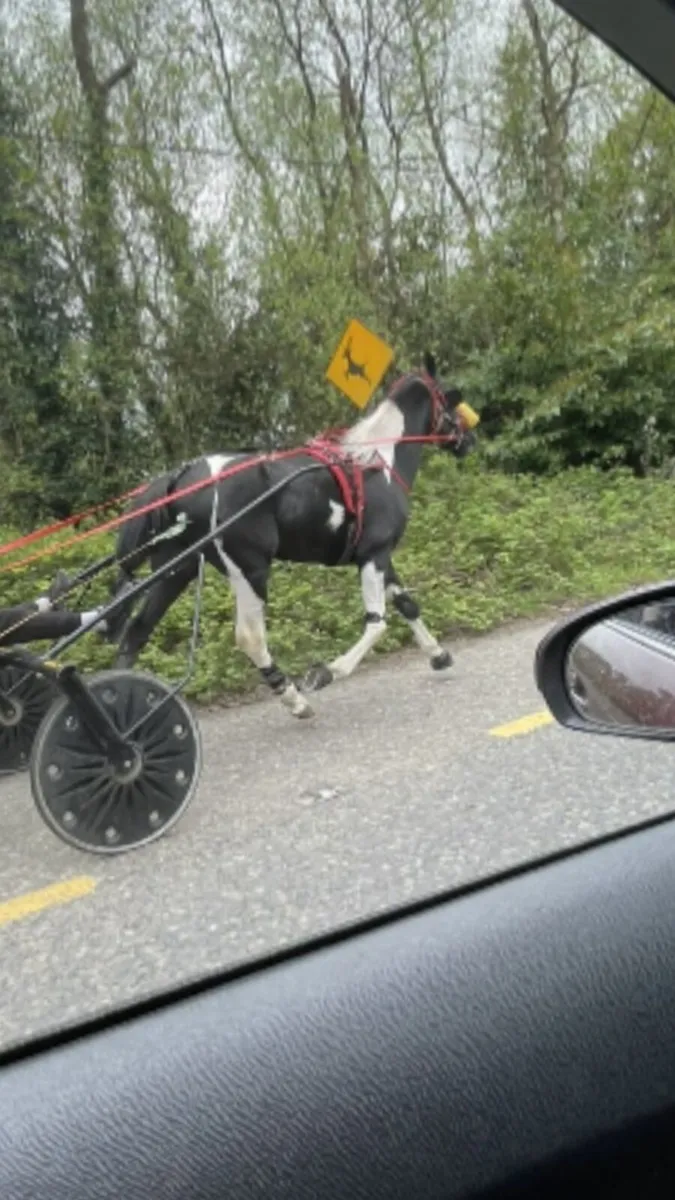 Horse - Image 2