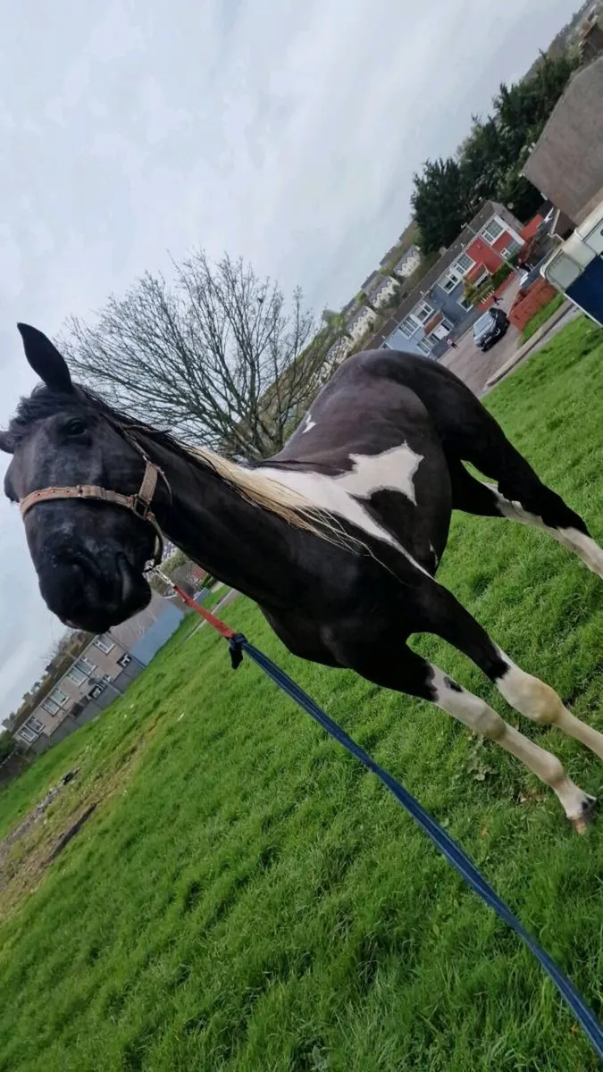 Horse - Image 3