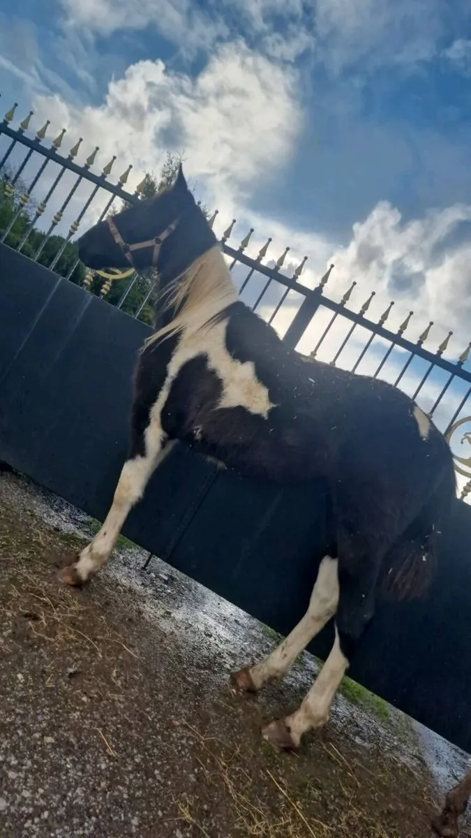 Horse - Image 4