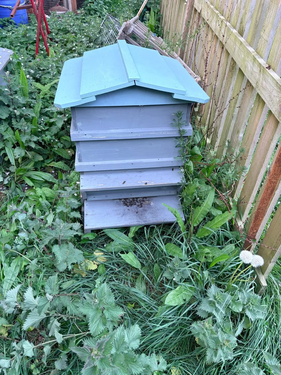 Bee colony