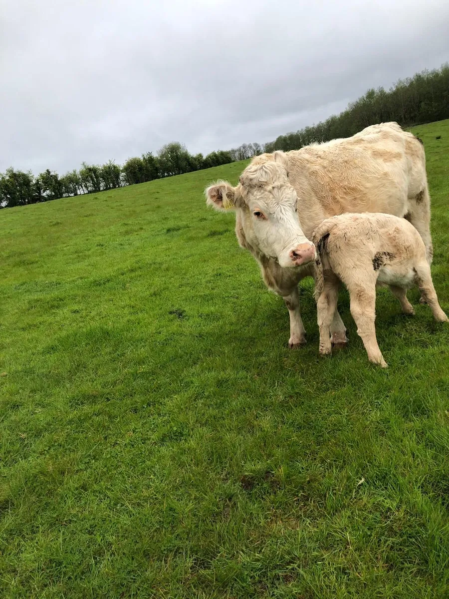 2 cows and 2 calfs - Image 2
